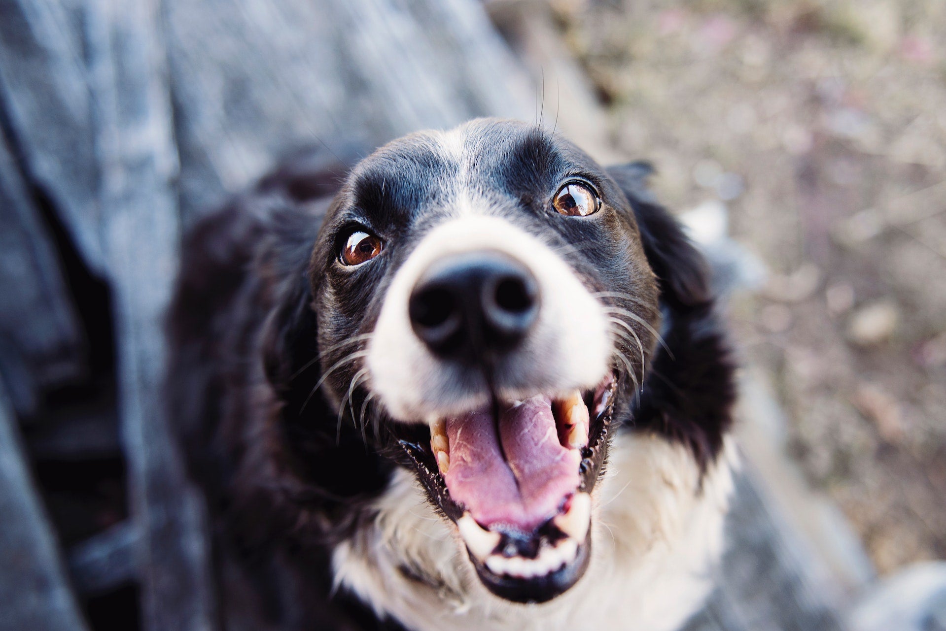 Köpeğinizi Mutlu ve Sağlıklı Tutmanın İpuçları