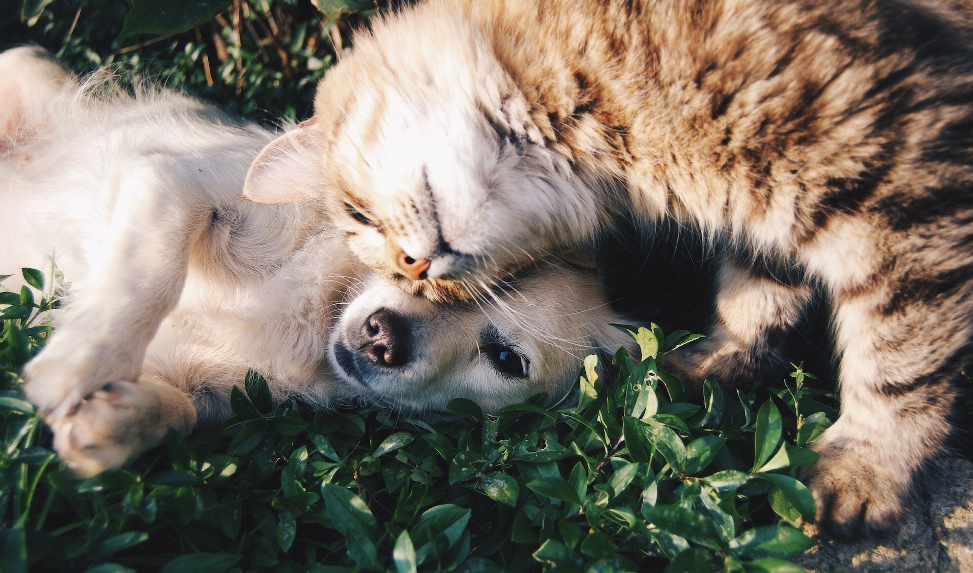 kedi ve köpek Yatağı Seçmek Hakkında Bilmeniz Gereken Her Şey